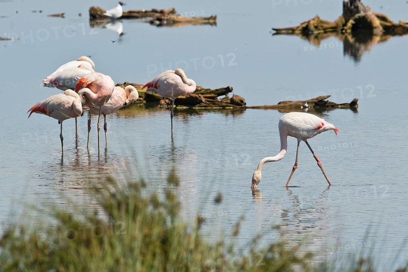 Chilean flamingo