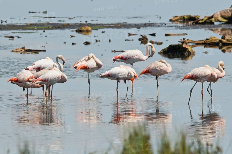 Chilean flamingo