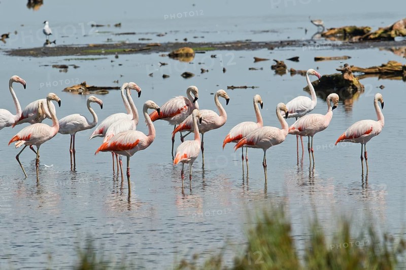 Chilean flamingo
