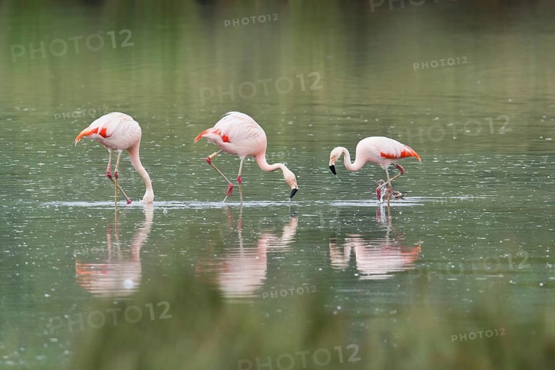 Chilean Flamingos
