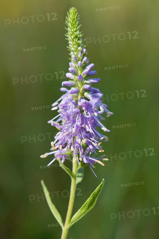 Spiked speedwell