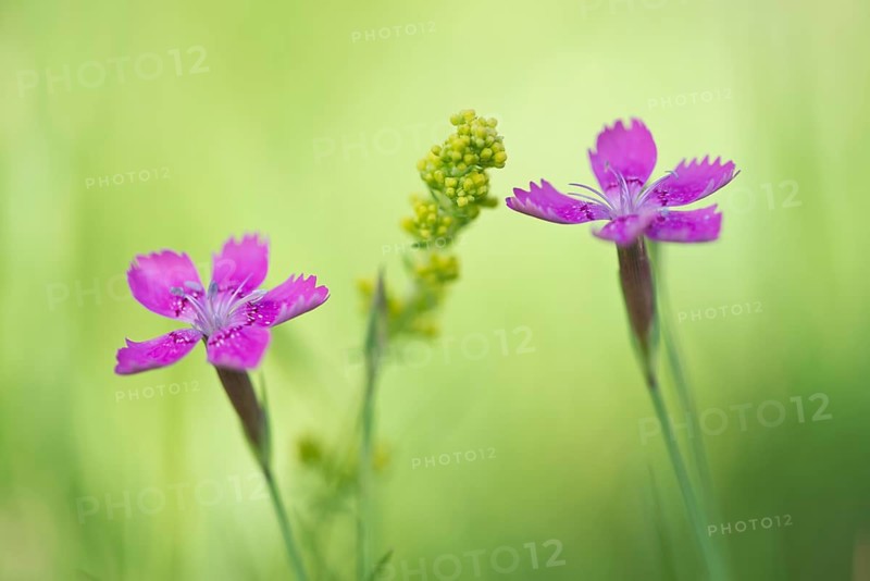 Maiden pinks