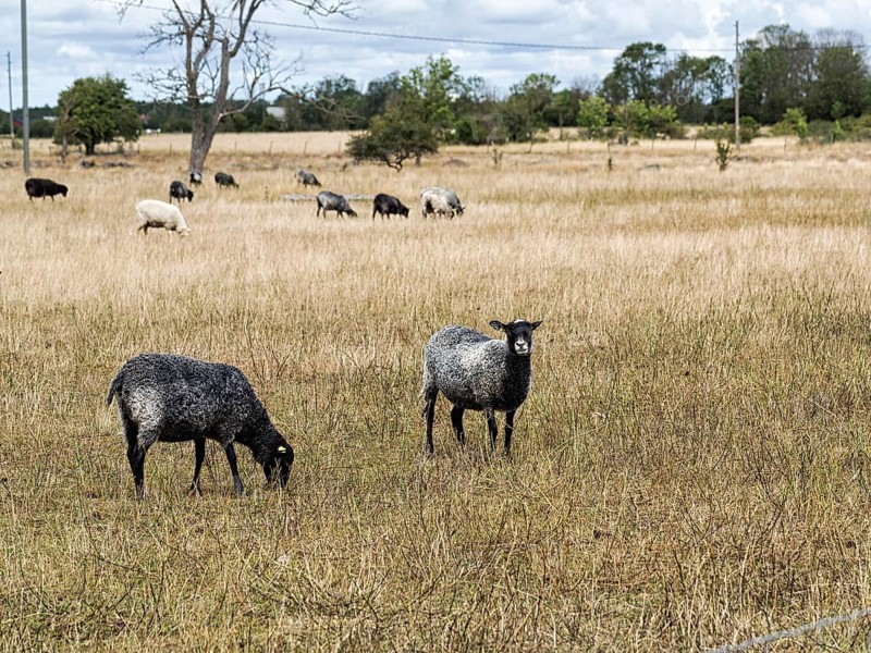 Gotland sheep