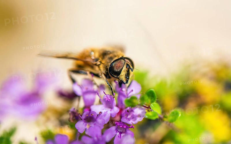 Common Drone Fly