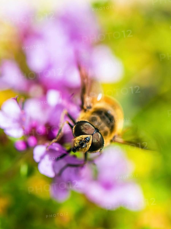 Common Drone Fly
