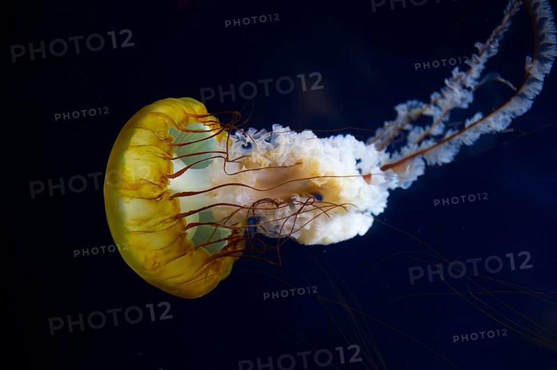 Pacific compass jellyfish