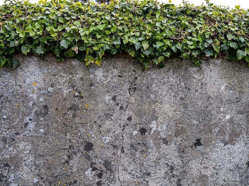 Greened old wall with lichens at the cemetery of St. George's Church