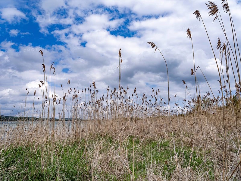 Grasses on the beach in Oberzell on the island of Reichenau in Untersee
