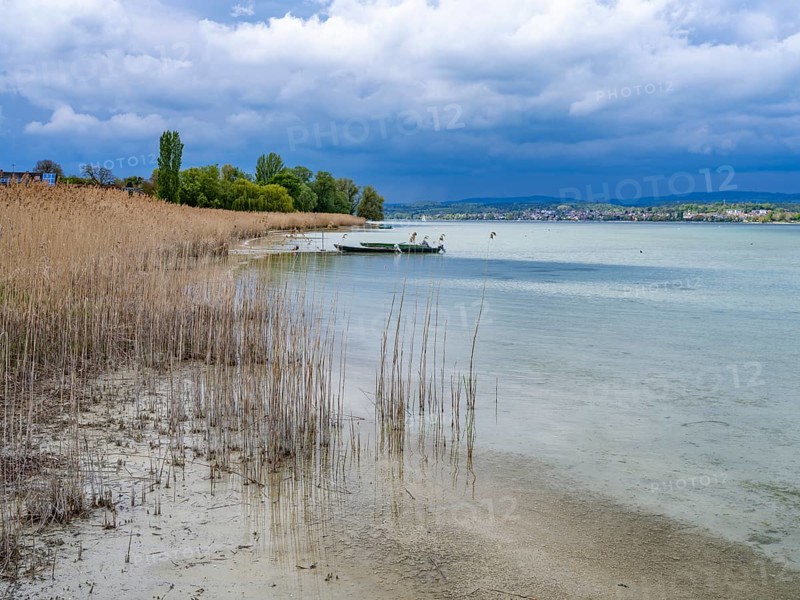 Grasses on the beach in Oberzell on the island of Reichenau in Untersee
