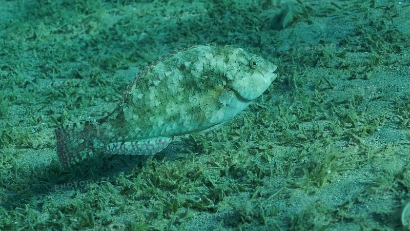 Close-up of Parrot fish grazes on sandy bottom covered with green seagrass. Viridescent Parrotfish