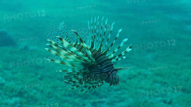Common Lionfish or Red