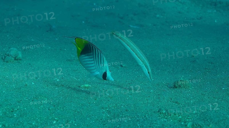 Butterfly fish with Wrasse fish feeds on the sandy bottom. Cross Stripe Butterfly