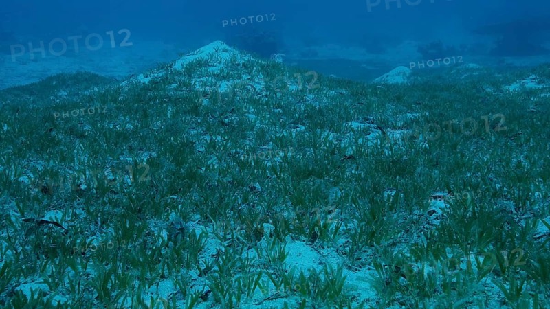 Sangy seabed covered with green seagrass. Underwater landscape with Halophila seagrass. Red sea