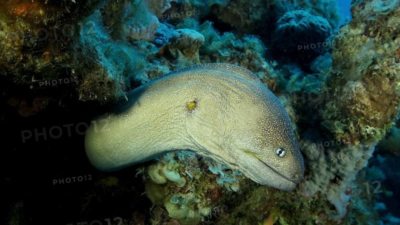Close-up portrait of Moray peeks out of its hiding place. Yellow-mouthed Moray Eel