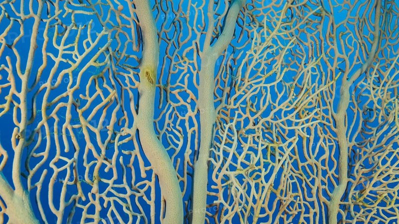 Details of the soft coral