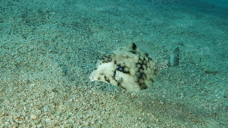 Close-up of Boxfish swims over sandy bottom. Thornback Boxfish or Camel Cowfish
