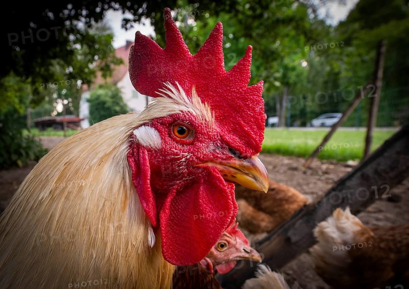 A rooster in a free-range enclosure in Eitting