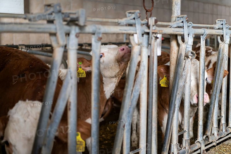 Calves standing in a barn in Eitting