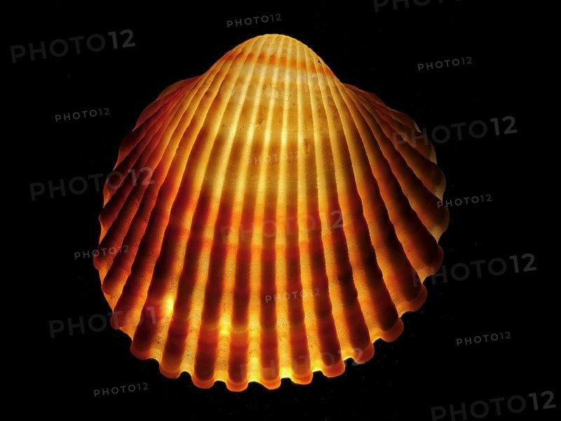 Mussel