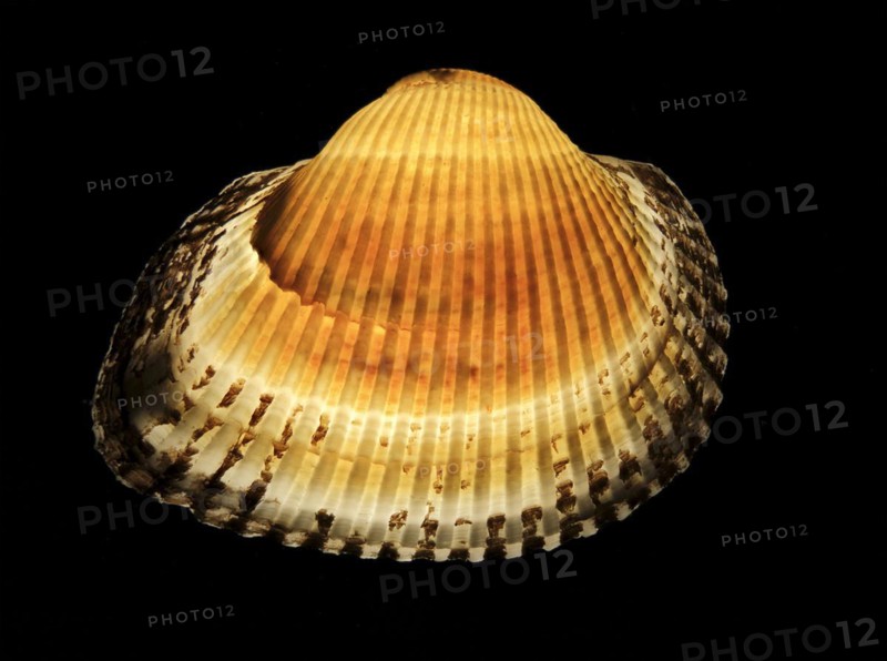 Mussel