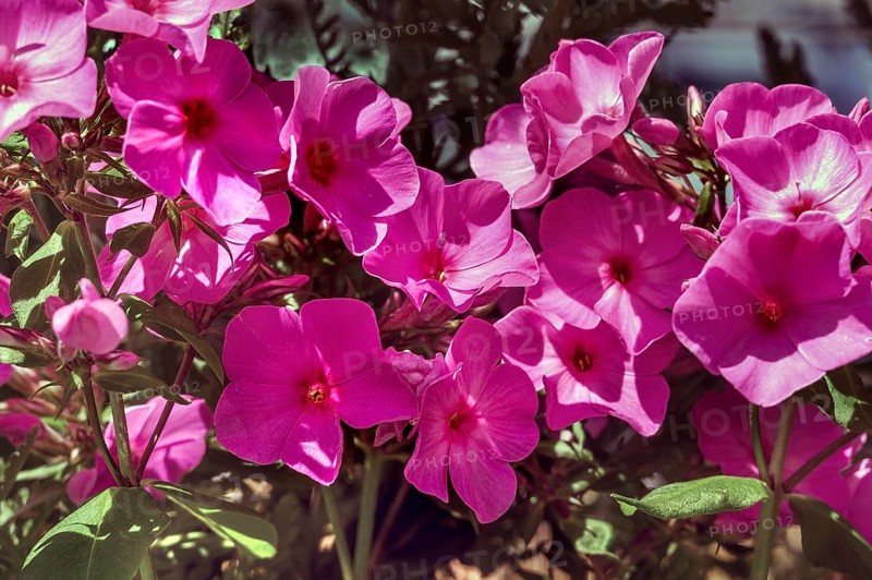 Flame flowers