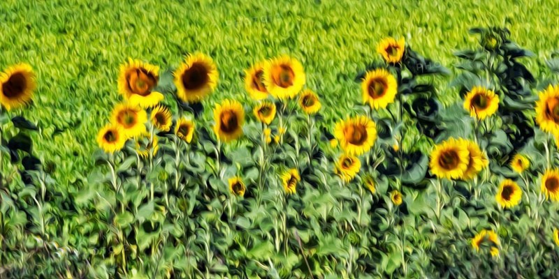 Sunflower