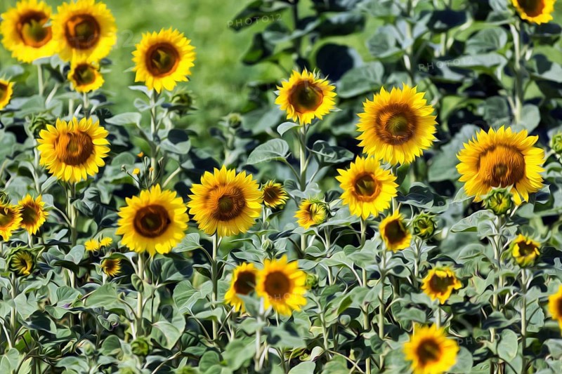 Field of sunflowers