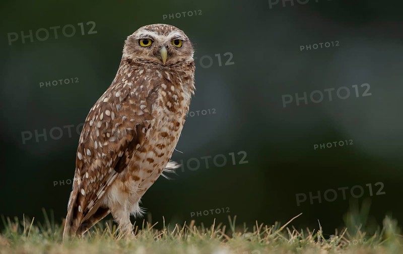 A Great Horned Owl on the ground