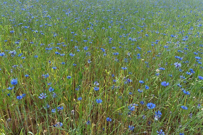 Cornflowers