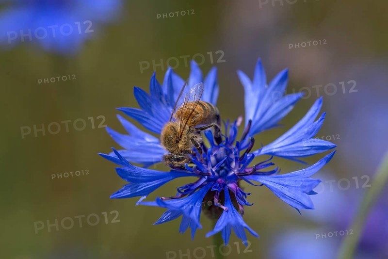 Honey bee