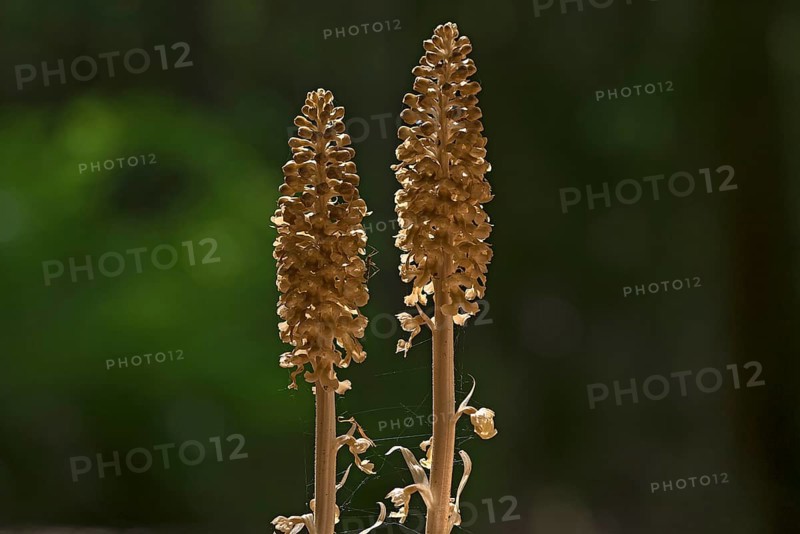 Bird's-nest orchid