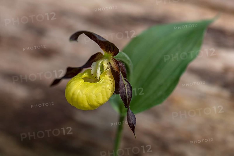 Yellow lady's slipper orchid