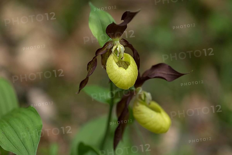 Flowering yellow lady's slipper orchid