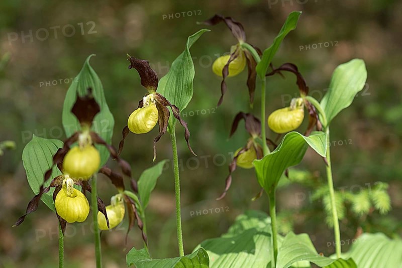 Flowering yellow lady's slipper orchid