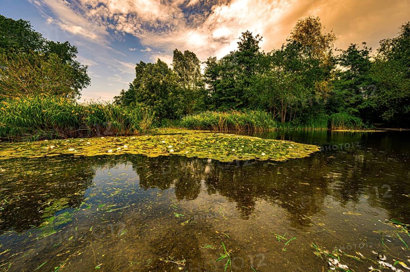 A small pond with a carpet of white water lilies