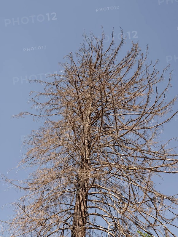 Dead tree