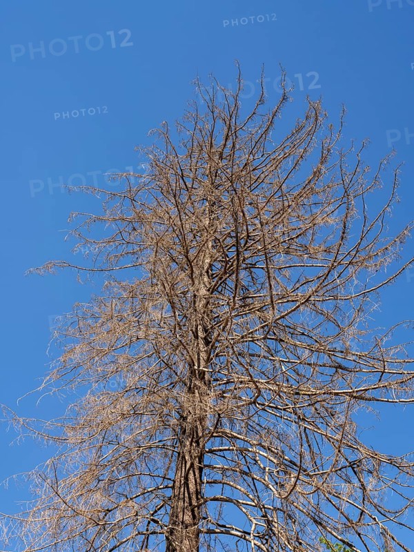 Dead tree