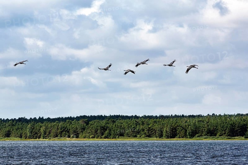 Cranes flying one after the other
