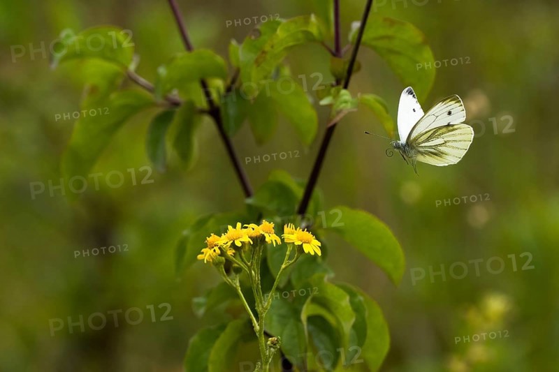 Cabbage butterfly