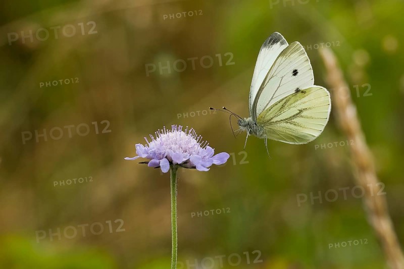 Cabbage butterfly