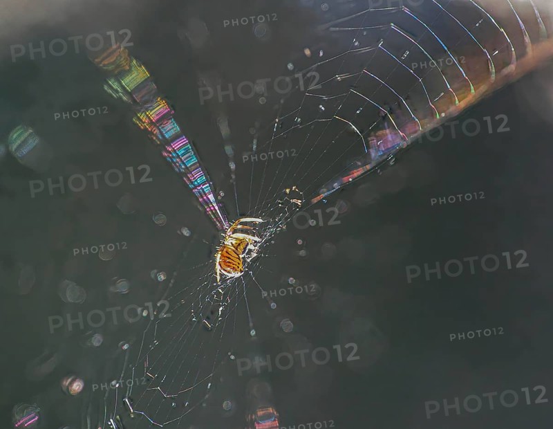 2mm spider in backlight