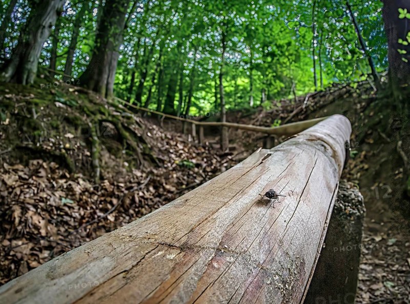 In the forest