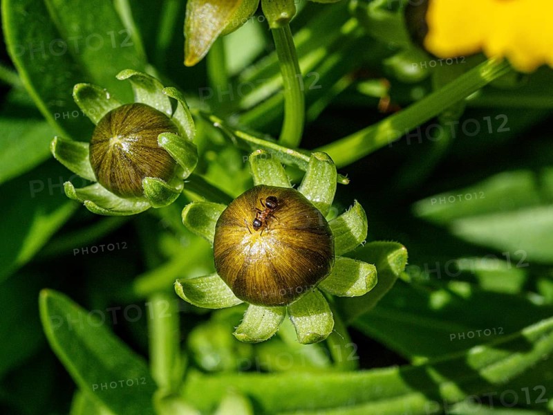 Ant on flower bud