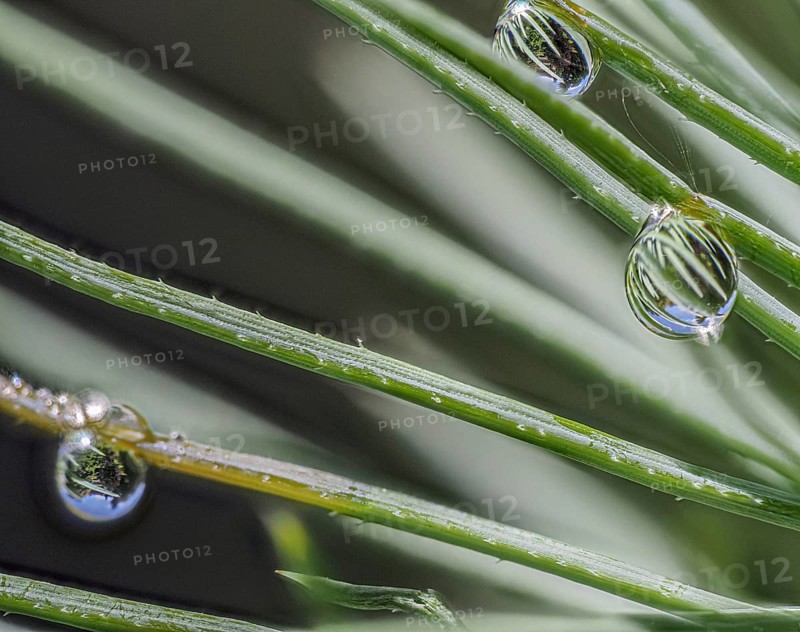 Fir needle with water drop and reflection