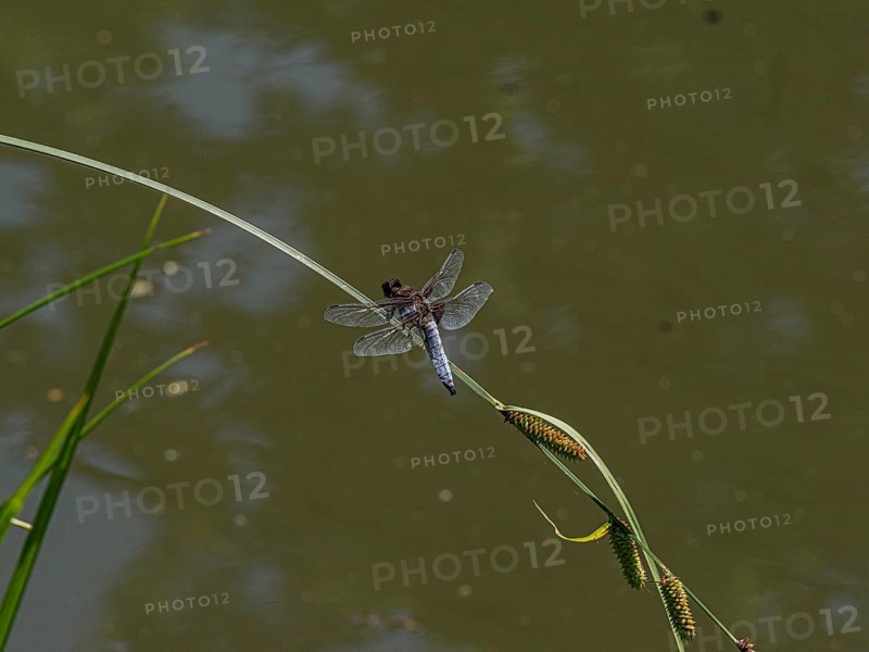 Dragonfly on branch
