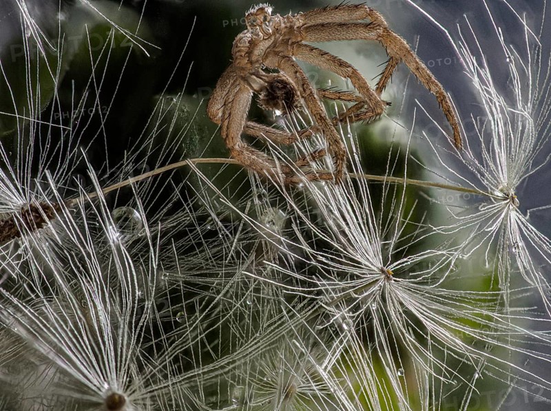 Spider shell