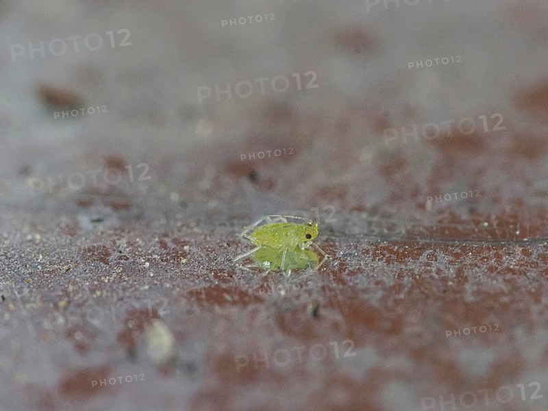 Aphid