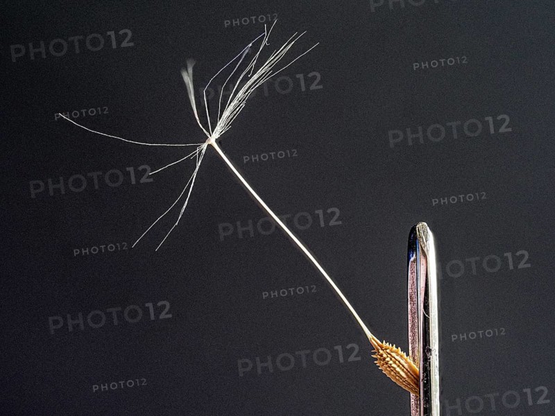 Dandelion seeds