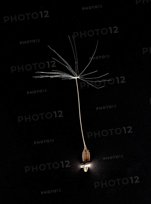 Dandelion seeds