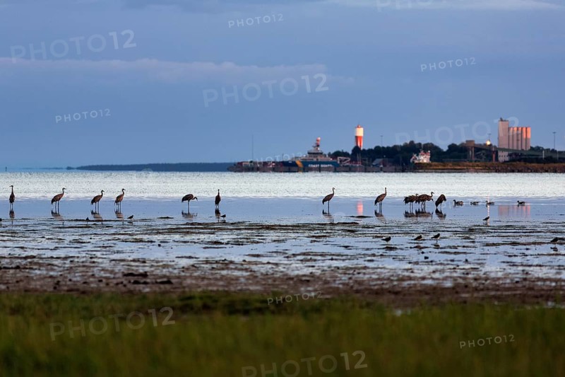 Grey cranes
